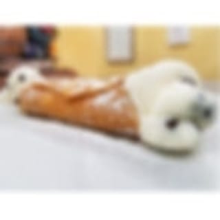 Fresh Cannoli
